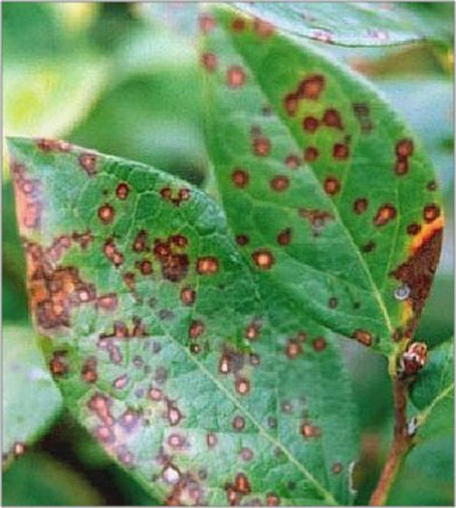 Blueberry rust | idMicrobe