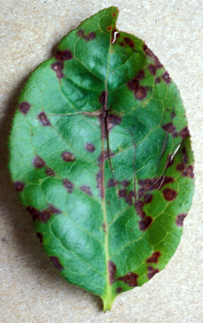 How to recognize and combat rust in blueberries