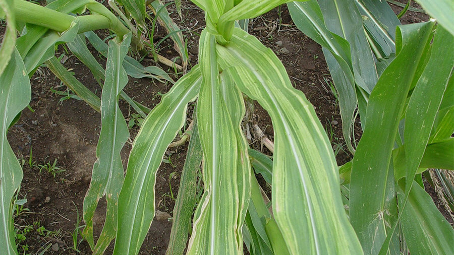 Mildiu en Maíz: Cómo se reconoce y se trata eficazmente