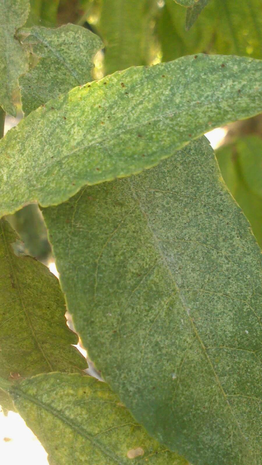 Ácaros en Melocotón, durazno o nectarina: Cómo se reconoce y se trata eficazmente