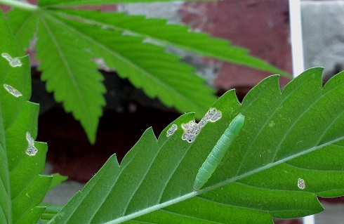 Lagartas: o que são, como se originam e como eliminá-las de forma eficaz