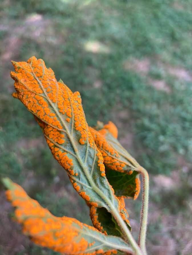 Roya naranja: Síntomas y daños en Frambuesa