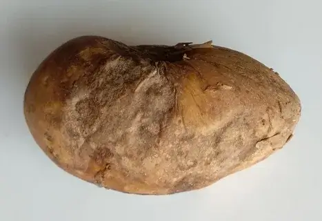 Antracnose em batatas | idMicrobe