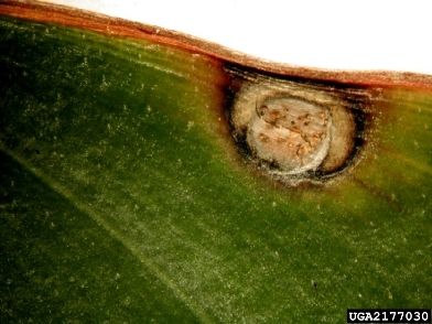 Chancre de la tige du soja | idMicrobe