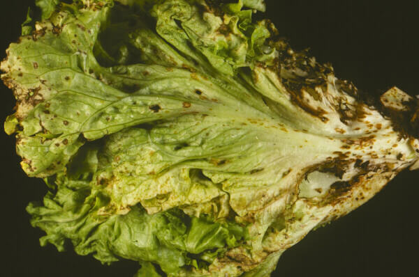 Antracnosis en lechuga y similares | idMicrobe