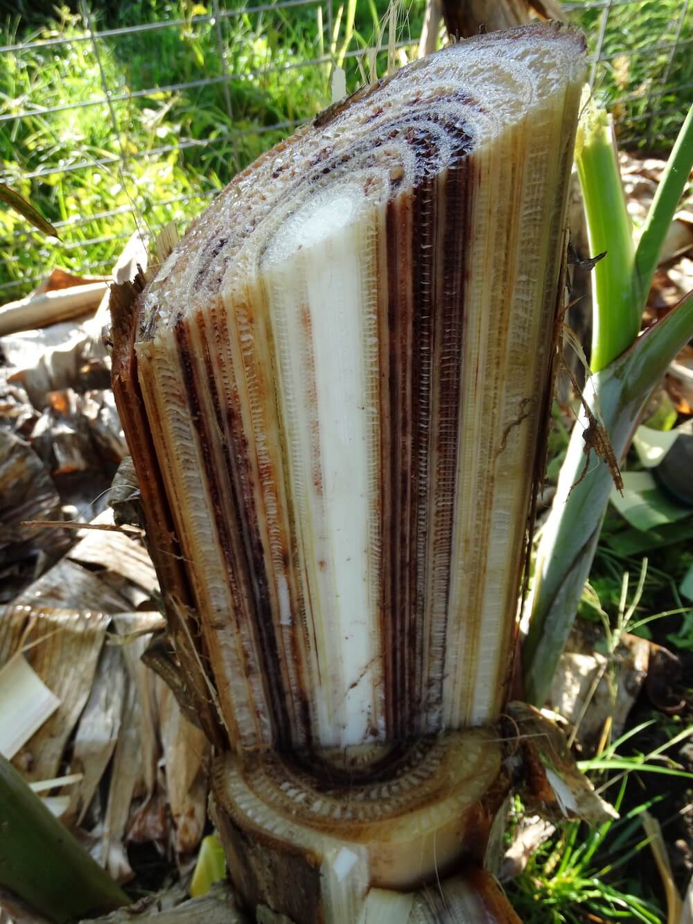 Mal de Panamá o fusariosis en Platanera: Cómo se reconoce y se trata eficazmente