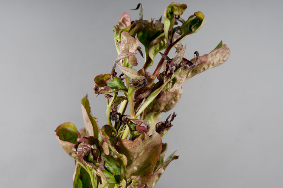 Nematoide do morango: sintomas e danos em morangos