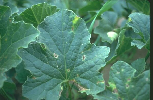 Cladosporiosis in cucurbits with inedible peel | idMicrobe