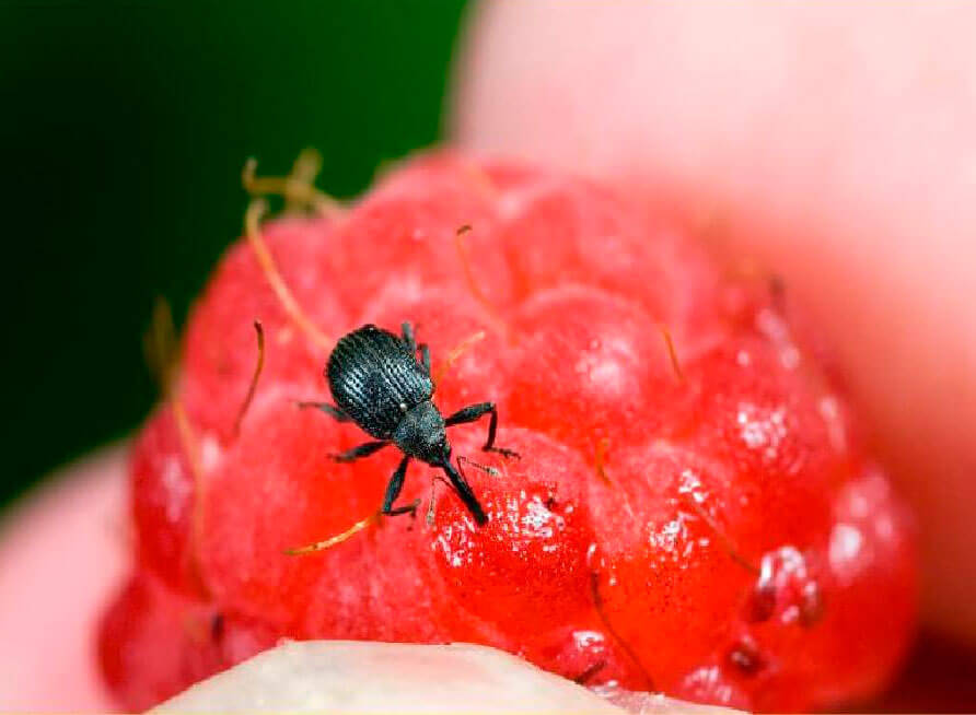 Strawberry weevil on berries | idMicrobe