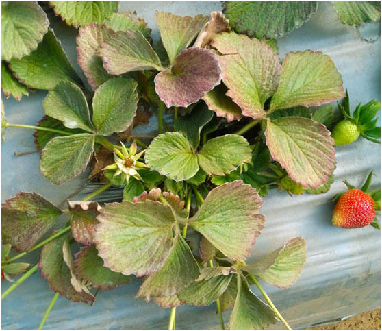 Araña roja: qué es, cómo se origina y cómo eliminar de forma efectiva en berries