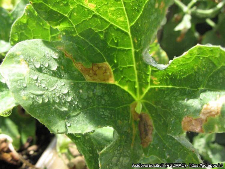 Mancha bacteriana o marchitez bacteriana del fruto: qué es, cómo se origina y cómo eliminar de forma efectiva en cucurbitáceas piel no comestible