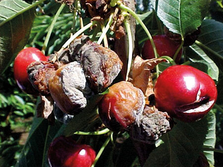 Monilinia (podridão parda) em cerejeiras | idMicrobe