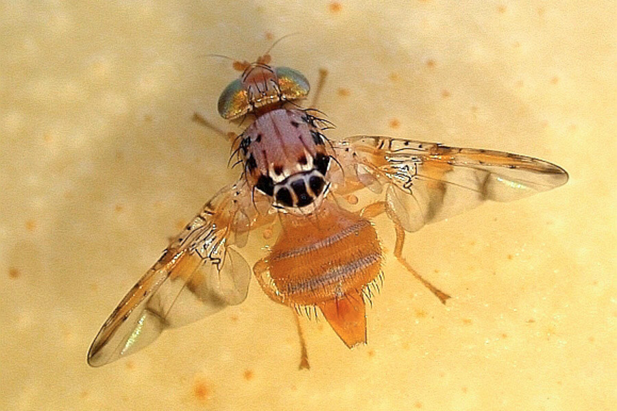 Danos causados por moscas-das-frutas em mirtilos