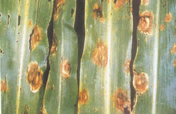 Mancha zonada del sorgo: Síntomas y daños en Maíz