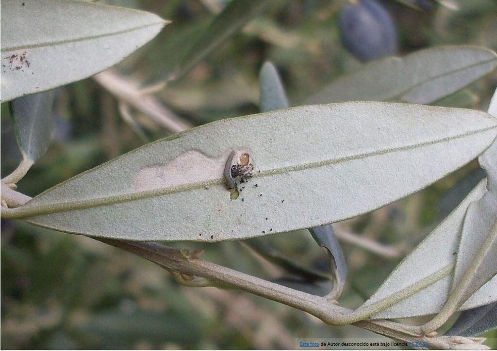 Prays o polilla del olivo: Síntomas y daños en Olivo