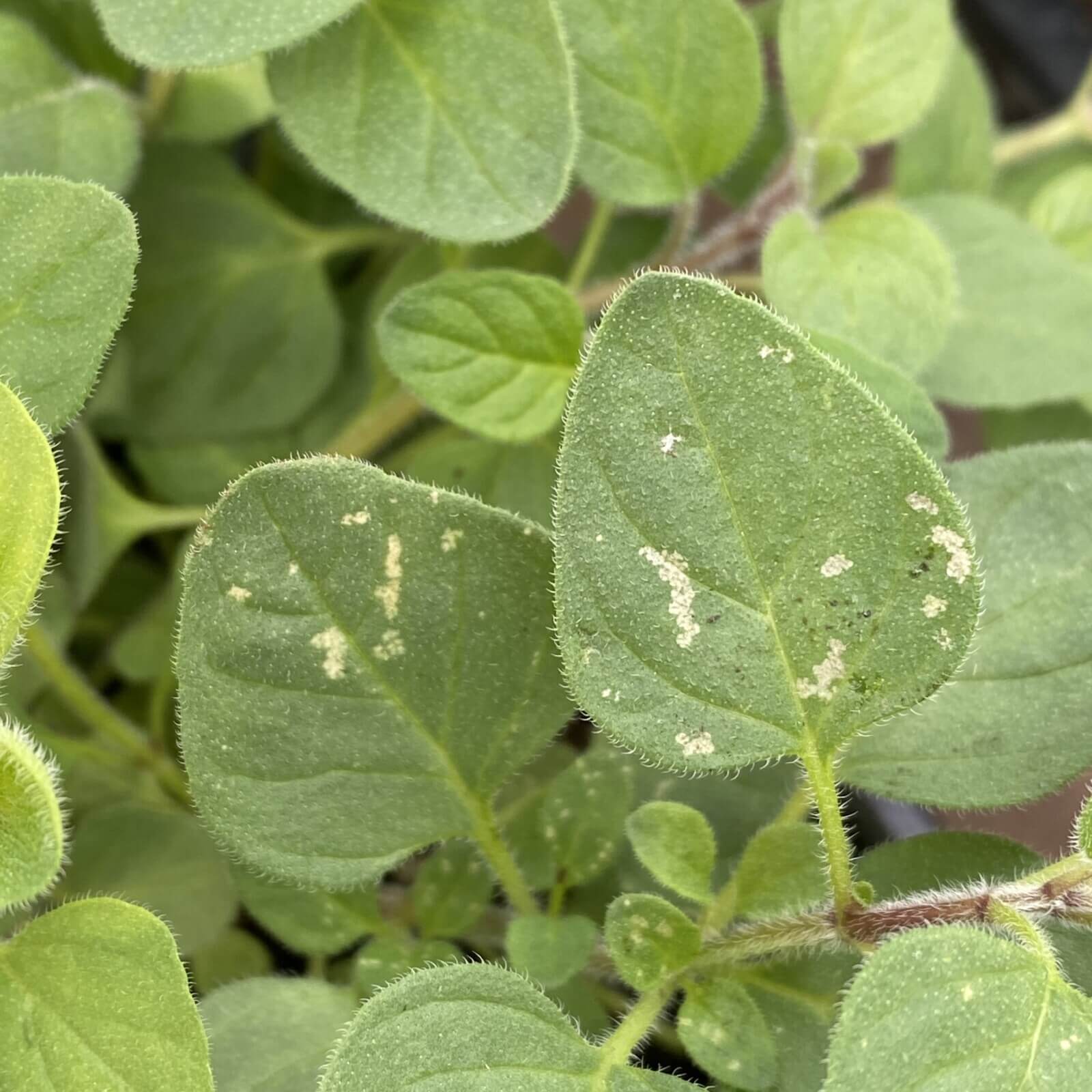 Thrips: what they are, how they originate, and how to eliminate them effectively