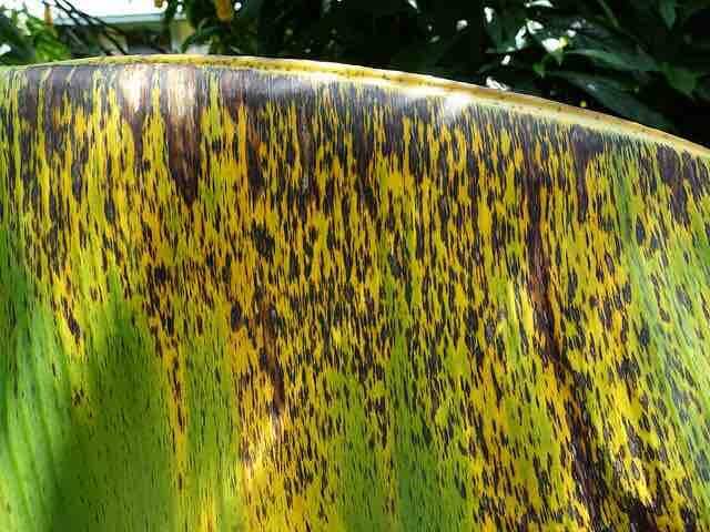 Sigatoka-negra: sintomas e danos em bananeiras