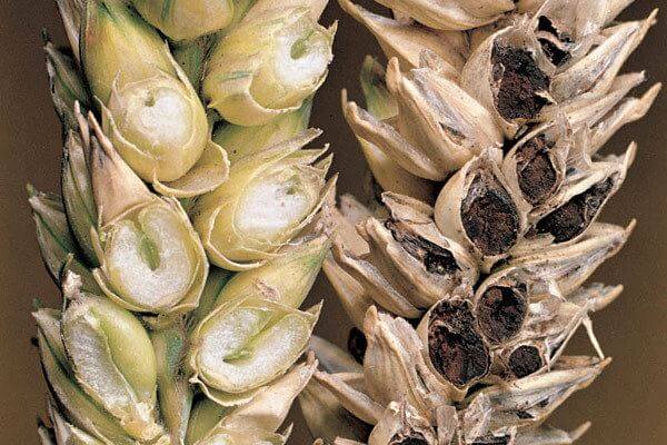 Symptoms, treatments, and recommendations for treating cavities or wheat blight