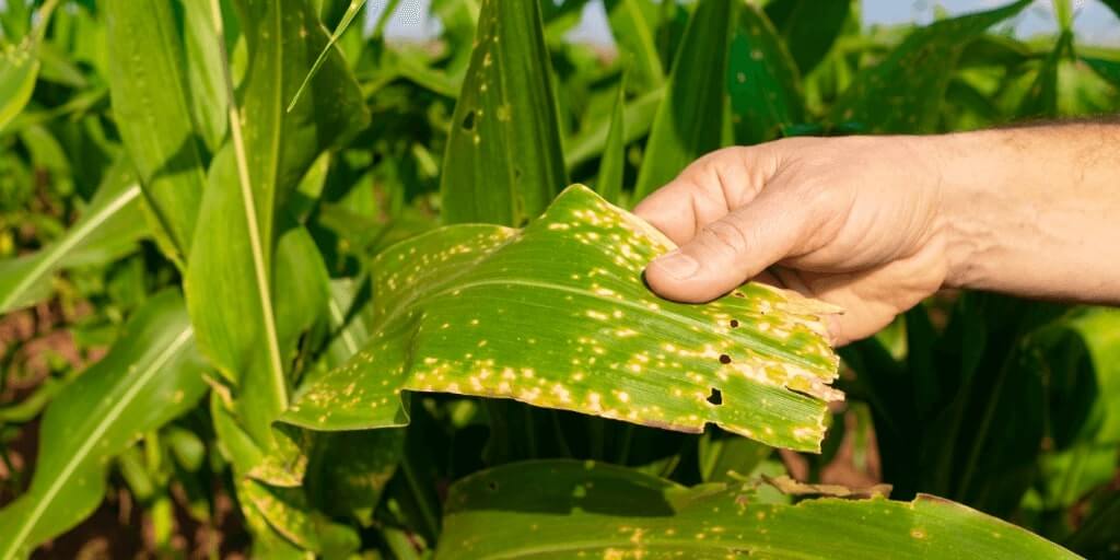 Chicharritas en maíz | idMicrobe