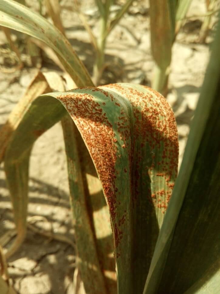 Rust: Symptoms and damage in garlic