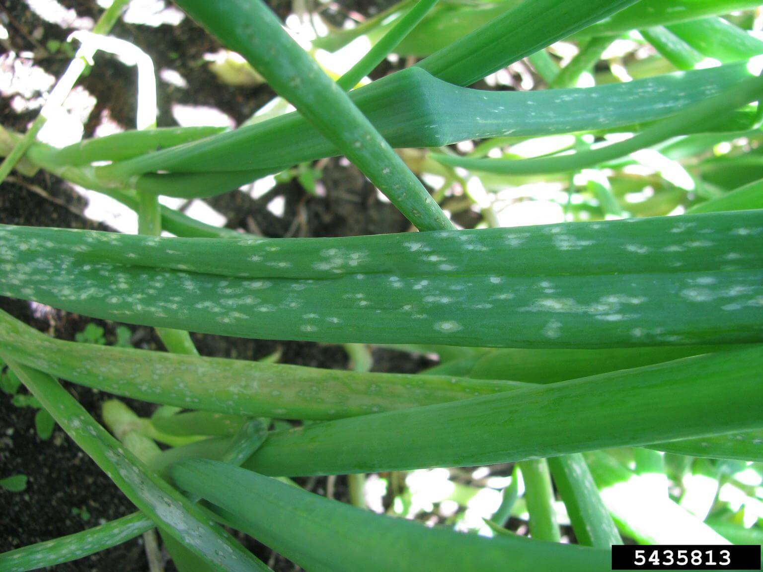 Cómo reconocer y combatir pudrición gris en cebolla