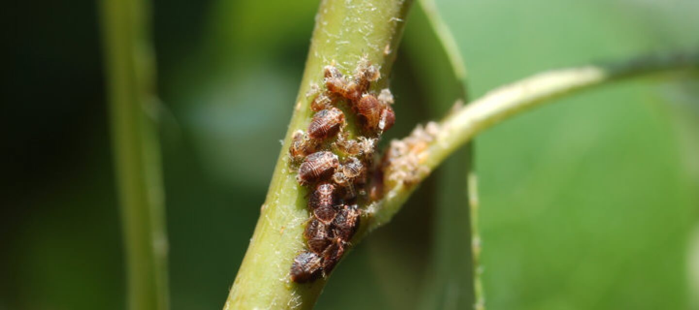 Psilas en Plantas decorativas de jardín y/o interior: Cómo se reconoce y se trata eficazmente
