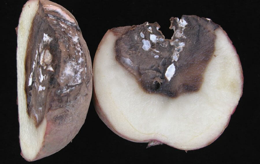 Dry rot: Symptoms and damage in potatoes