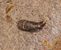 Serpeta: Symptoms and damage in pome fruit trees