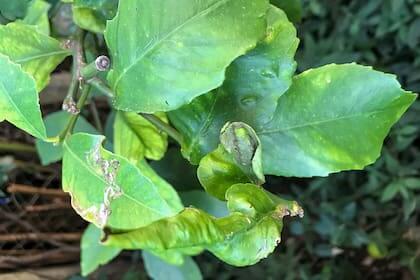 Dégâts causés par les thrips sur les plantes décoratives de jardin et/ou d'intérieur