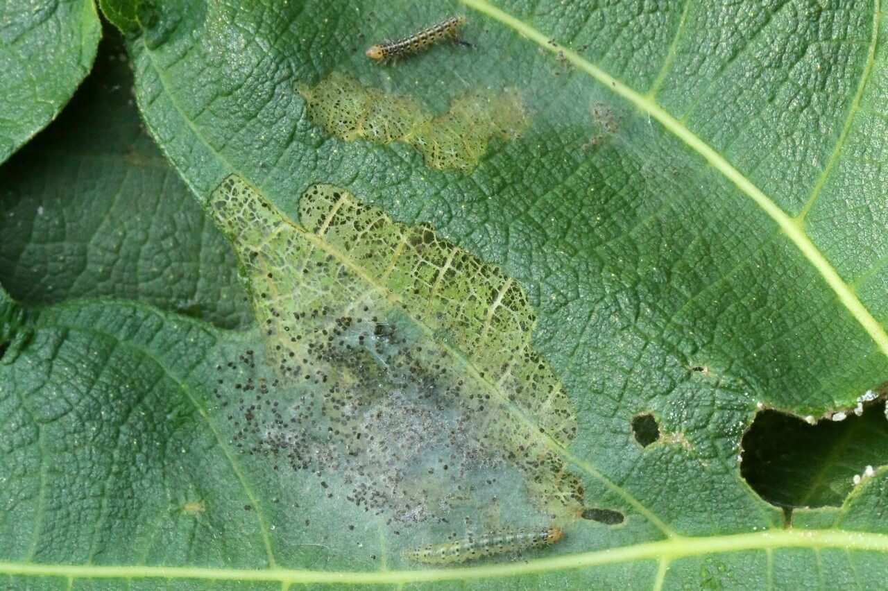 Fig Moth: Symptoms and Damage to Figs