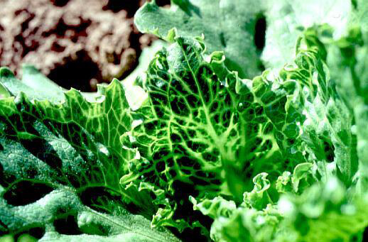 Maladie des grosses veines (BVD) : qu'est-ce que c'est, comment se produit-elle et comment l'éliminer efficacement.