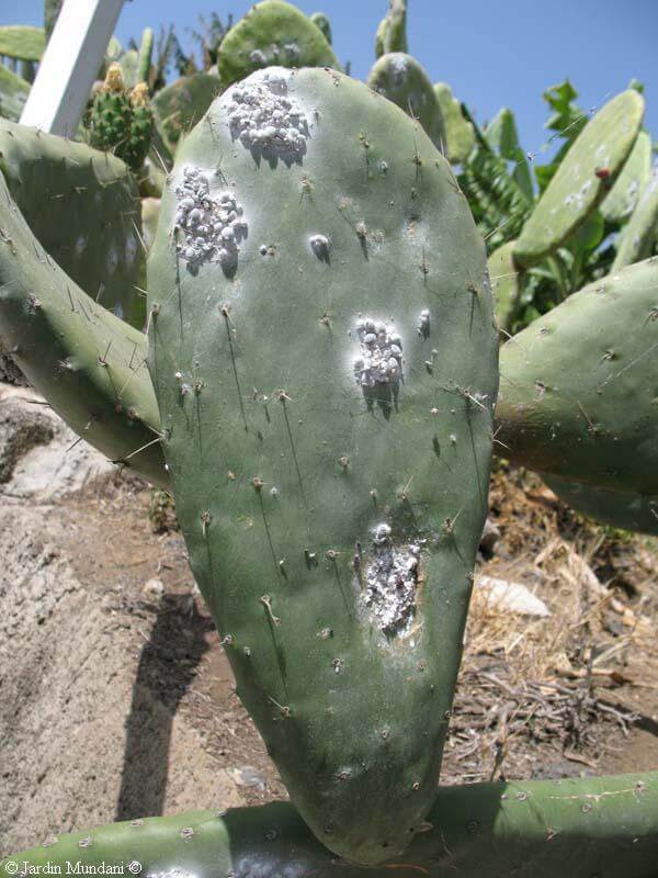 Carmine mealybug on cactus | idMicrobe