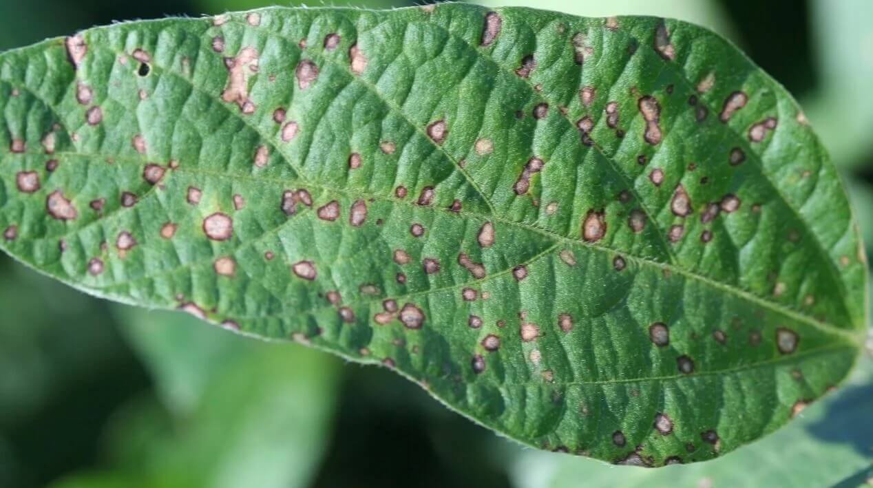 Mancha ojo de rana en soja | idMicrobe