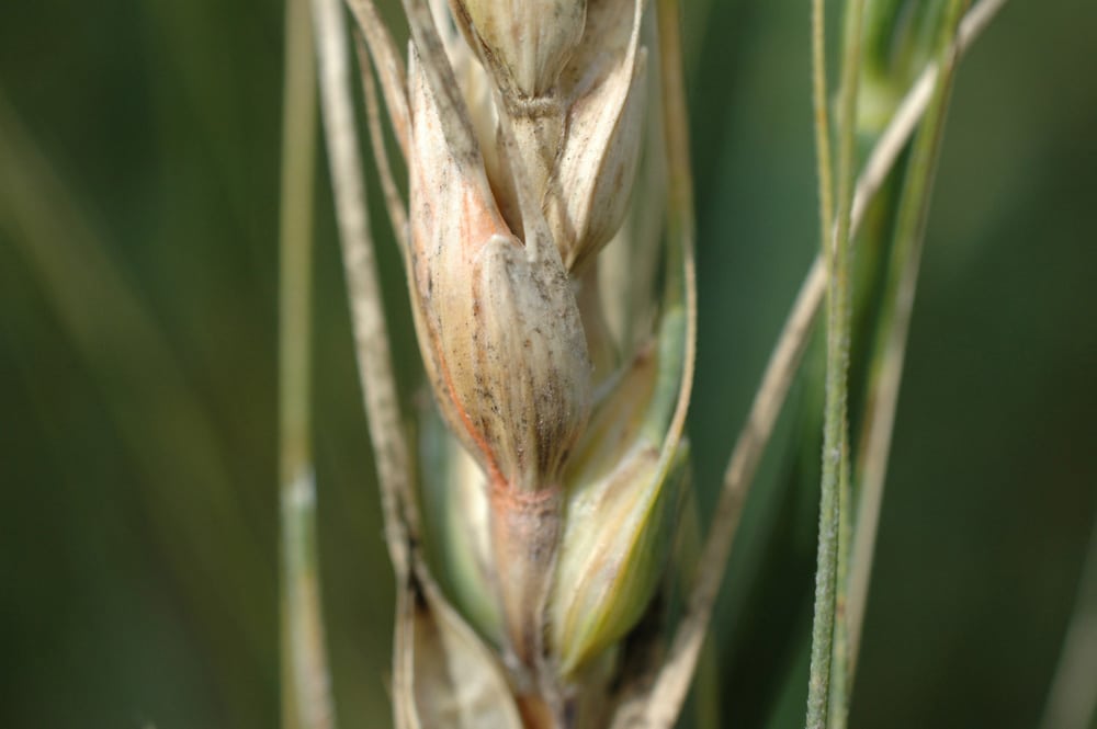 Fusarium head blight in cereals | idMicrobe