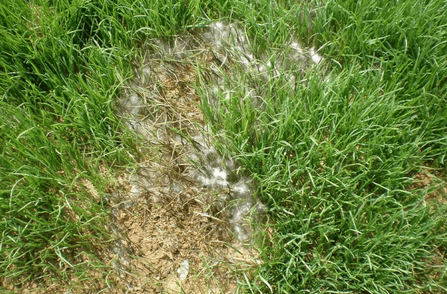 Pudrición radicular en cesped | idMicrobe