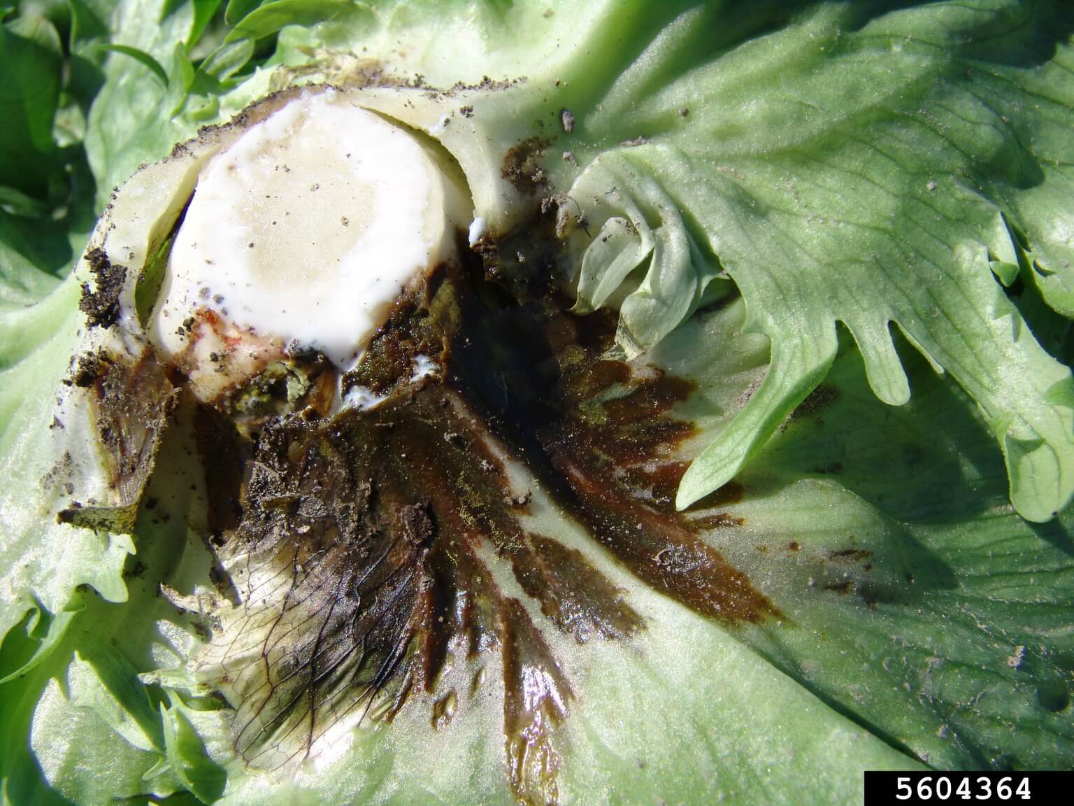 Enfermedad de las venas o manchas barnizadas en lechuga | idMicrobe