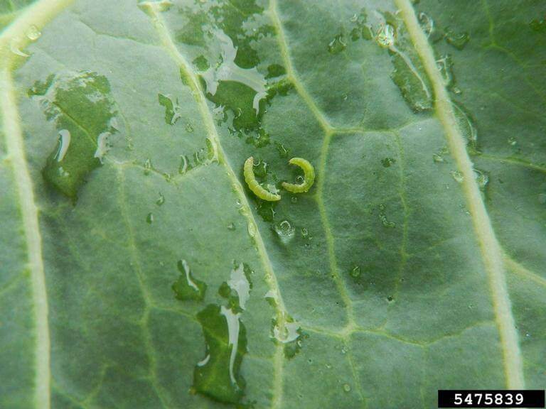Teigne des crucifères dans la laitue et les plantes similaires : comment la reconnaître et la traiter efficacement
