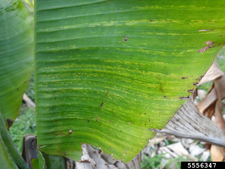 Virus de la striure nécrotique du bananier (BSV) : symptômes et dégâts sur les bananiers