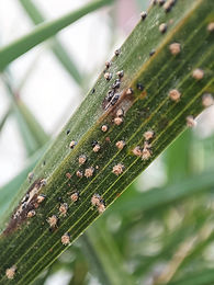 Falsa roya o carbón de las hojas en plantas decorativas | idMicrobe