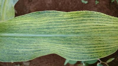 Virus del rayado fino (MRFV) en Maíz: Cómo se reconoce y se trata eficazmente