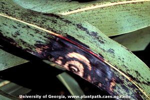 Mancha zonada del sorgo: qué es, cómo se origina y cómo eliminar de forma efectiva en maíz