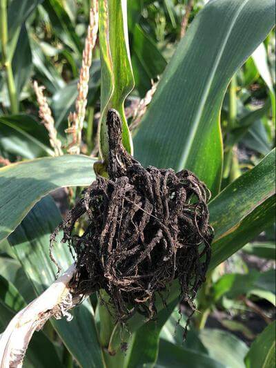 Carbón común del maíz: Síntomas y daños en Maíz