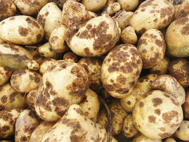 Sarna pulverulenta o roña: qué es, cómo se origina y cómo eliminar de forma efectiva en patata
