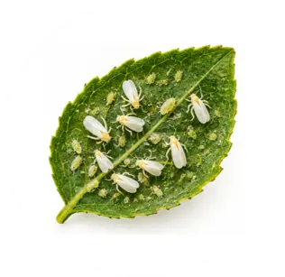 Mosca blanca