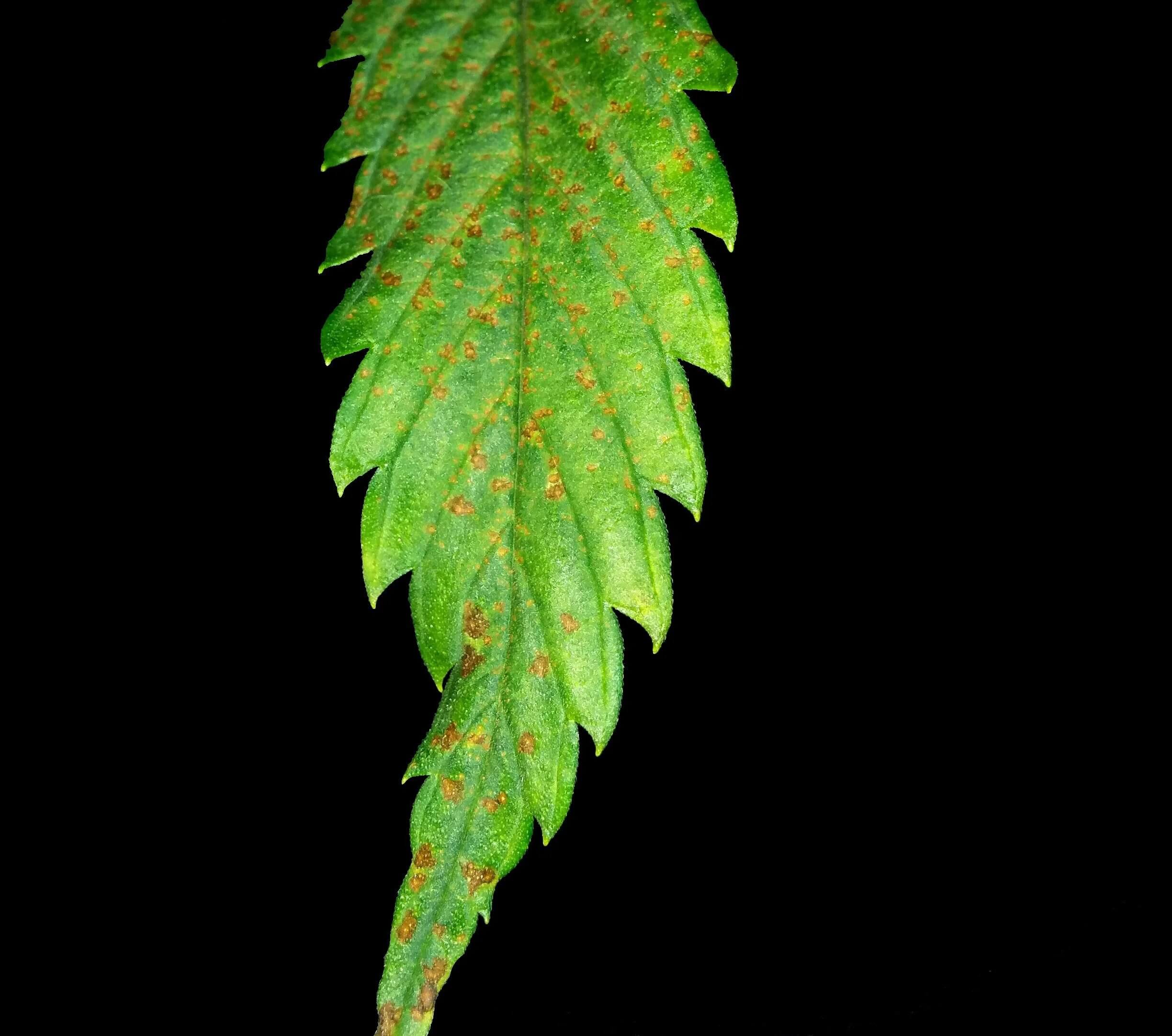 Roya en cannabis | idMicrobe