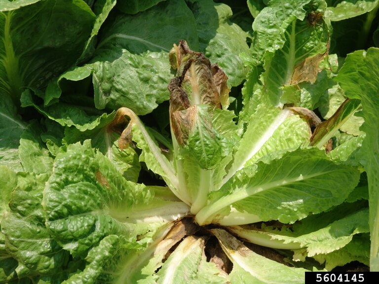 Symptoms, treatments, and recommendations for treating gray mold