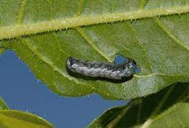 Rosquilla negra o prodenia en apio | idMicrobe