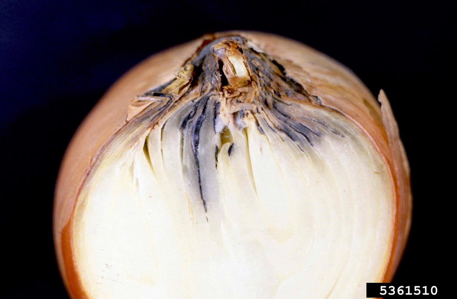 Podredumbre del cuello en cebolla | idMicrobe