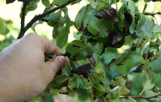 Comment reconnaître et combattre le feu bactérien ou mildiou des arbres fruitiers à pépins