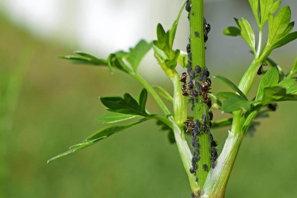 Pulgón: qué es, cómo se origina y cómo eliminar de forma efectiva en apio